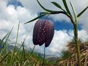 46 fritillaria...